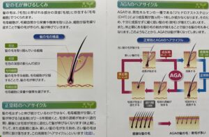 髪の毛が成長する仕組み等を記載したブックレット